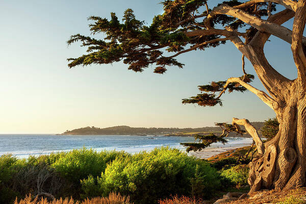 Coastal Tree Overlooking the Ocean Wall Art