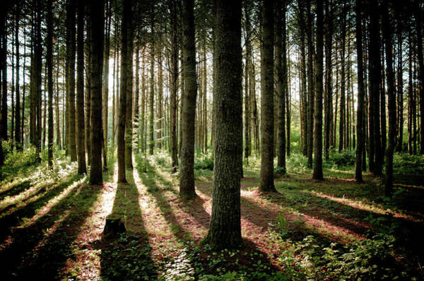Sunlight Through Forest Trees Wall Art
