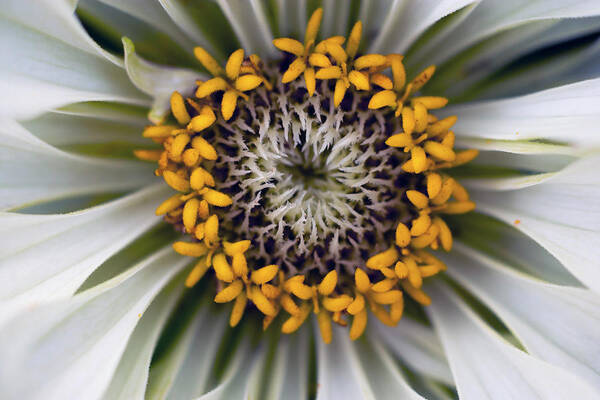 Flower Wall Art featuring the photograph Germany, Zinnia Flower, Close Up by Westend61