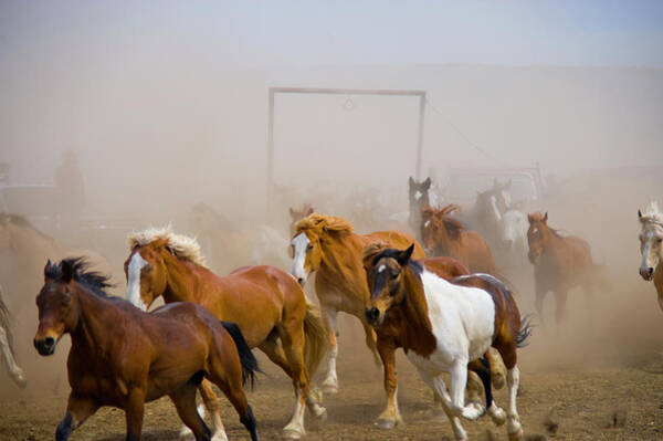 Dust Wall Art featuring the photograph Horse Drive, Horses Returning To The by Donovan Reese