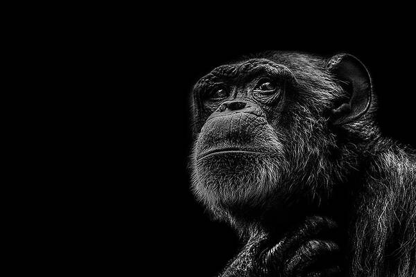 Contemplative Chimpanzee Portrait Photograph