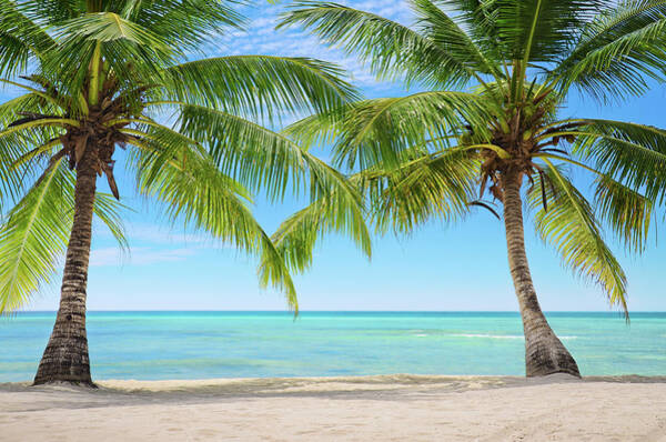 Tropical Beach with Palm Trees Wall Art