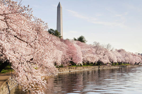 Cherry Blossoms and Monument Wall Art