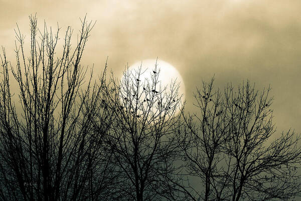 Sunset Behind Bare Trees Photograph