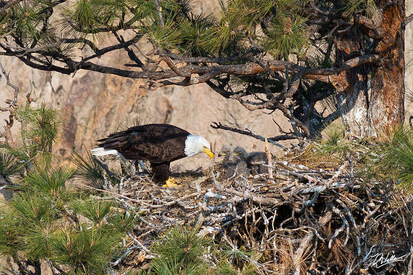 Bald Eagle with Chicks in Nest Art Print