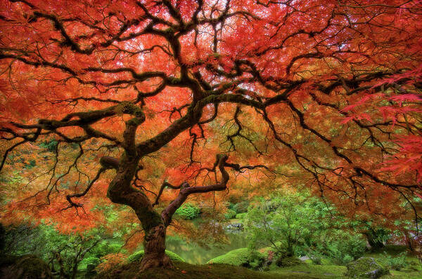 Majestic Autumn Maple Tree Wall Art