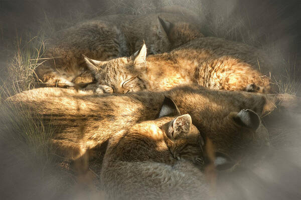 Pile Of Sleeping Bobcats Art Print