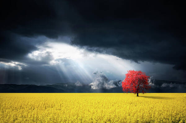 Solitary Red Tree in Yellow Field Photograph
