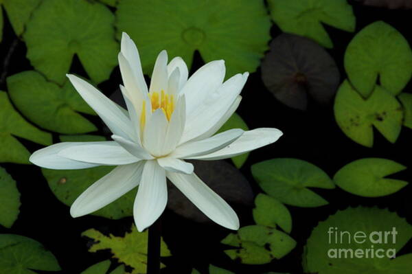 White Lotus Flower on Lily Pads Art Print