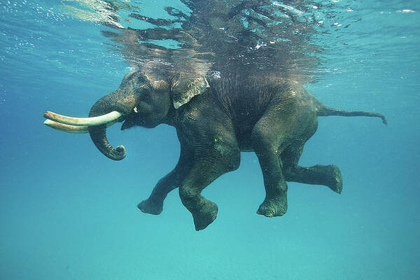 Underwater Elephant Adventure Art Print