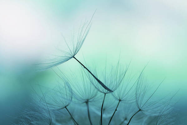 Delicate Dandelion Seeds in Focus Wall Art