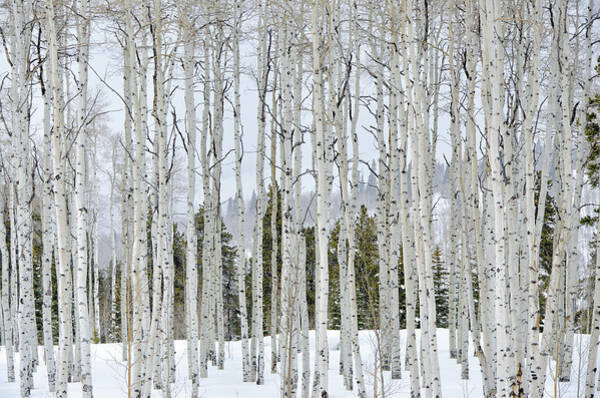 Winter Aspens in the Snow Wall Art