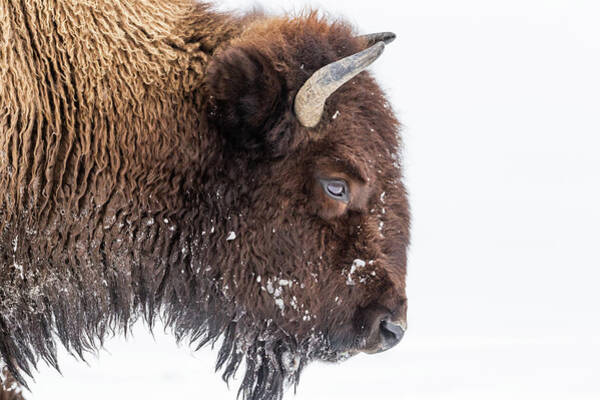 Majestic Bison in Snowy Landscape Art Print