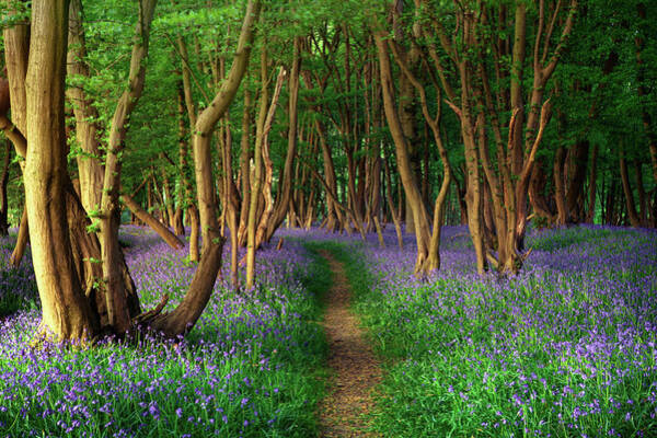 Enchanted Forest Pathway Wall Art