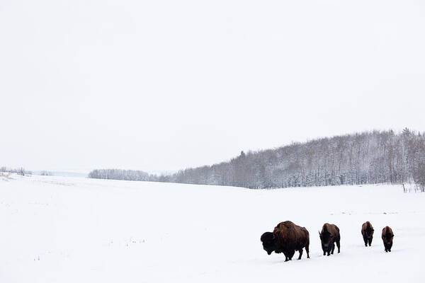 Bison Roaming in Snowy Landscape Wall Art