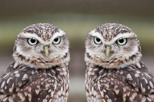 Twin Burrowing Owls Wall Art
