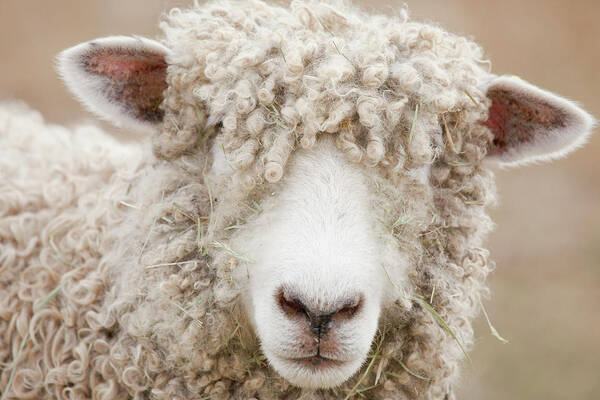 Curly-Haired Sheep Close-Up Wall Art