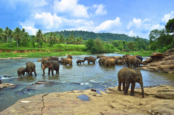Elephants Bathing in a River Wall Art