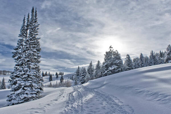 Winter Wonderland Landscape Wall Art