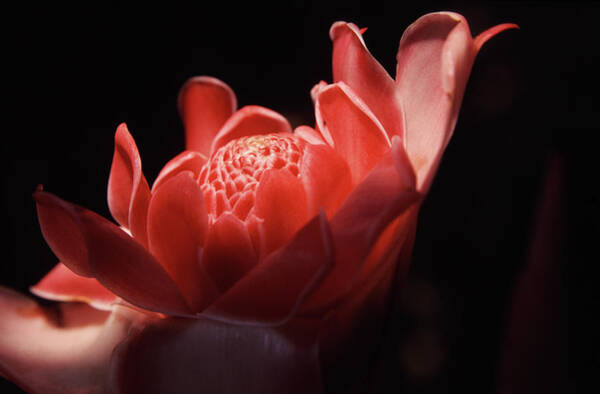 Flower Wall Art featuring the photograph Etlingera Elatior Jinghong Botanical by Romana Chapman