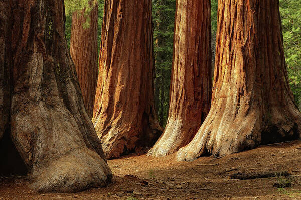 Majestic Redwood Trees in Sunlight Wall Art