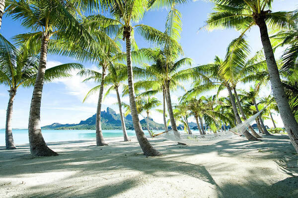 Tropical Beach with Hammock Wall Art