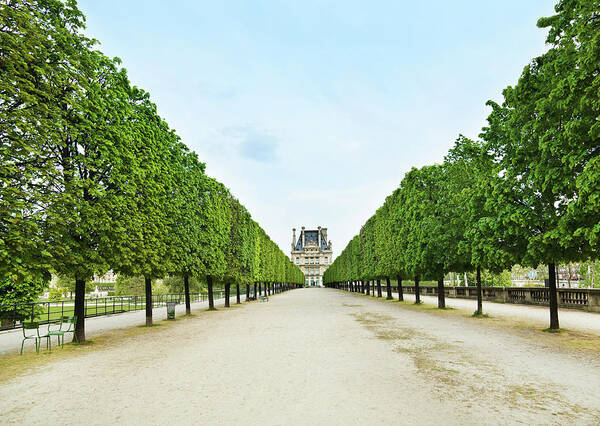 Symmetrical Tree-Lined Pathway Wall Art