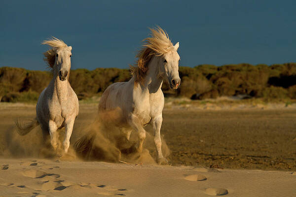 Dust Wall Art featuring the photograph Morning Run On The Beach by A Debbie Dicarlo Photography