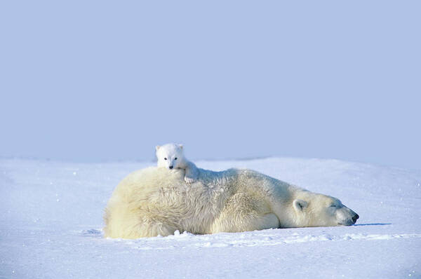 Polar Bear and Cub on Snowy Plains Wall Art
