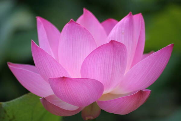 Vibrant Pink Lotus in Bloom Wall Art