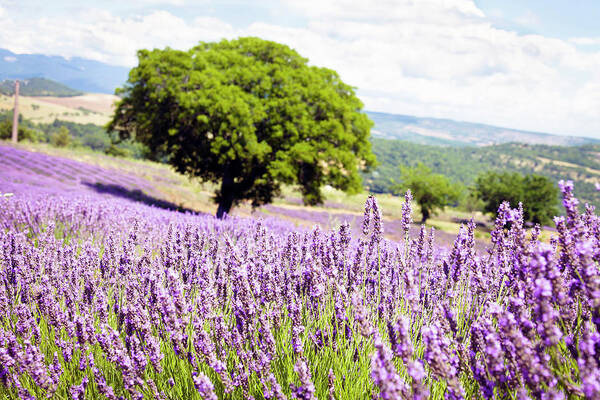 Flower Wall Art featuring the photograph Provence Field by Maica