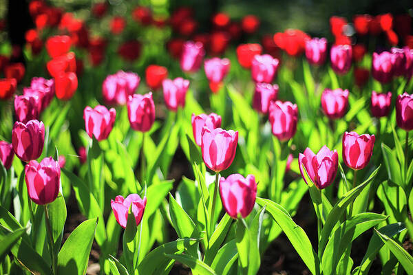 Vibrant Tulip Garden Wall Art