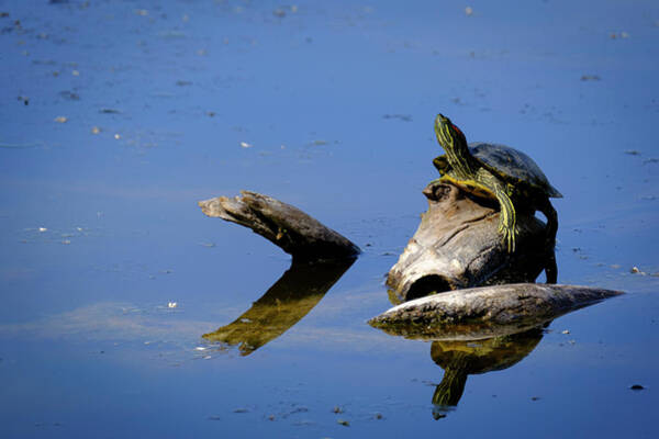 Red Eared Slider Basking In The Sun Art Print