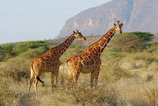 Togetherness Wall Art featuring the photograph Reticulated Giraffe, Giraffa by Juergen Ritterbach