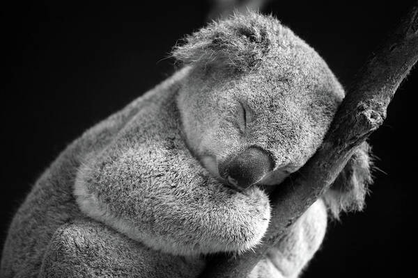 Sleeping Koala in Black and White Wall Art