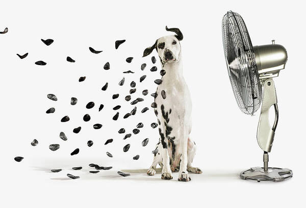 Dalmatian and Fan Wall Art