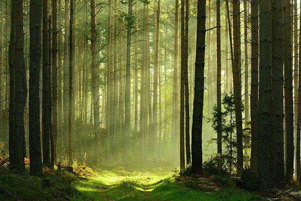 Sunlit Forest Path Wall Art