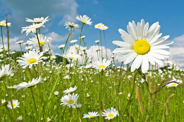 Field of White Daisies in Bloom Wall Art