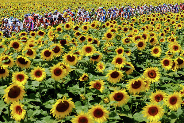 Cyclists Riding Through Sunflower Field Wall Art