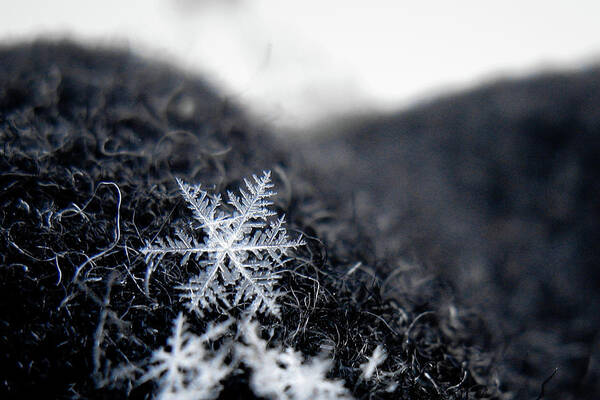 Winter Wall Art featuring the photograph Unique Snowflake by Pen Waggener
