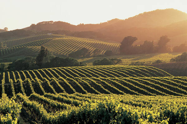 Golden Vineyard at Sunset Wall Art