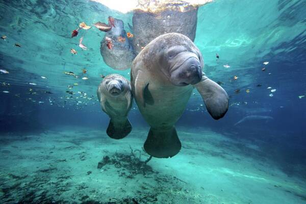 Underwater Manatees Swim Gracefully Wall Art