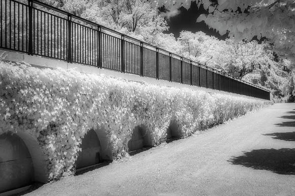 Monochromatic Garden Walkway Art Print