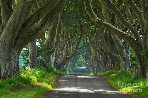 Dark Hedges, County Antrim, Northern Ireland #2 Art Print