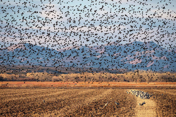 4 And 20 Hundred Blackbirds Art Print