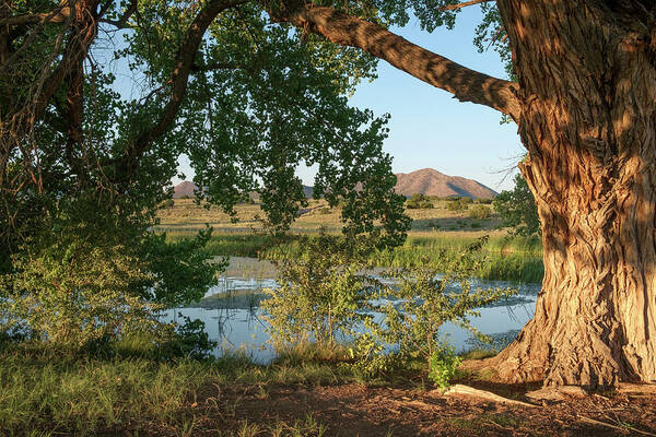 Cottonwood And Pond In New Mexico Desert In Color Art Print