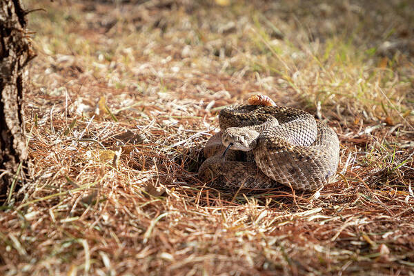 Diamondback Rattler Art Print
