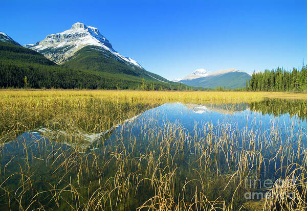Mount Saskatchewan Reeds And North Saskatchewan River, Alberta, Canada Art Print