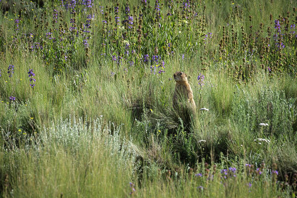 Prairie Dog In Flowers Art Print