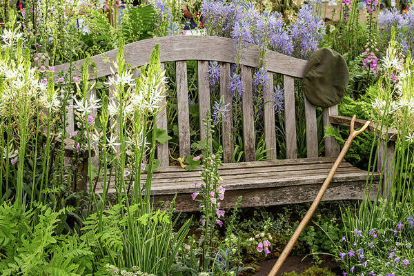 Rustic Bench Surrounded by Lush Garden Art Print